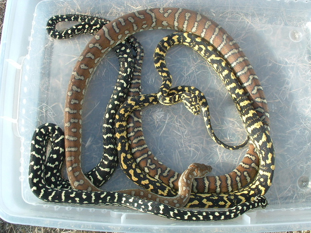 Box O Carpets