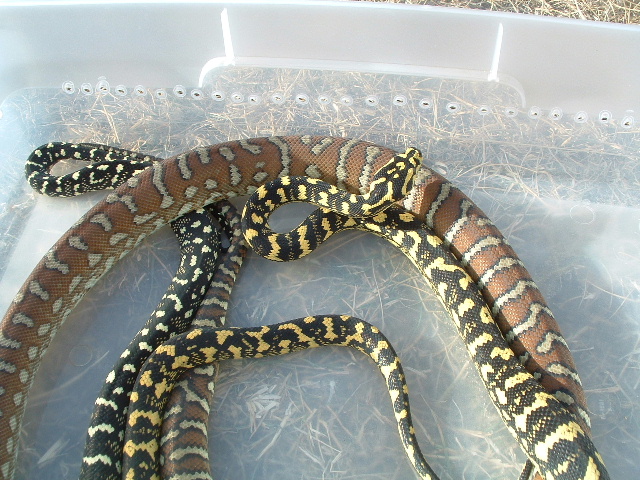 Box O Carpets 2