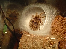 Tarantula Nest. Pic2