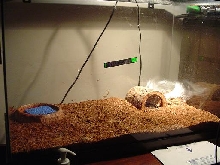Tarantula Nest. Pic3