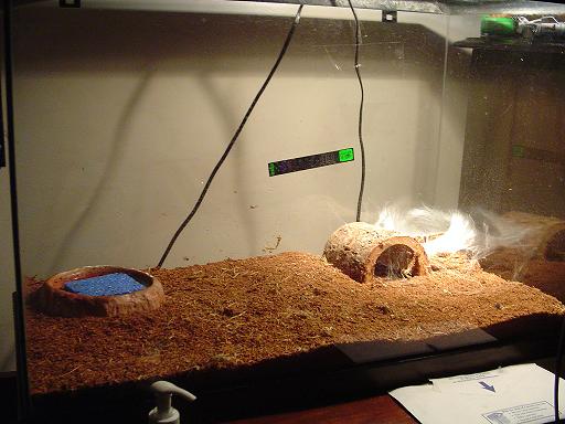 Tarantula Nest. Pic3