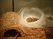 Tarantula Nest. Pic4