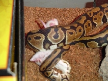 Ball Pythong Feeding