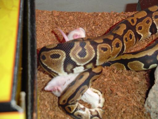 Ball Pythong Feeding