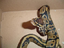 Ball Python Feeding Pic 2
