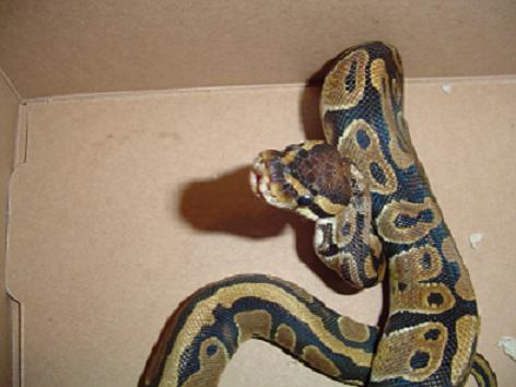 Ball Python Feeding Pic 2