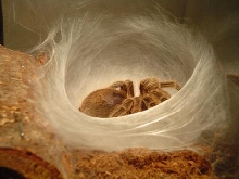 Tarantula Nest pic1