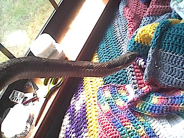 Garbage the hognose