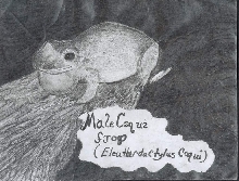 Coqui frog drawing