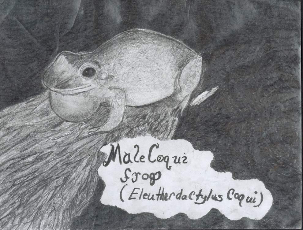Coqui frog drawing