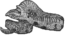 Hognose play dead
