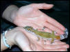 Bo Tangerine Leopard Gecko
