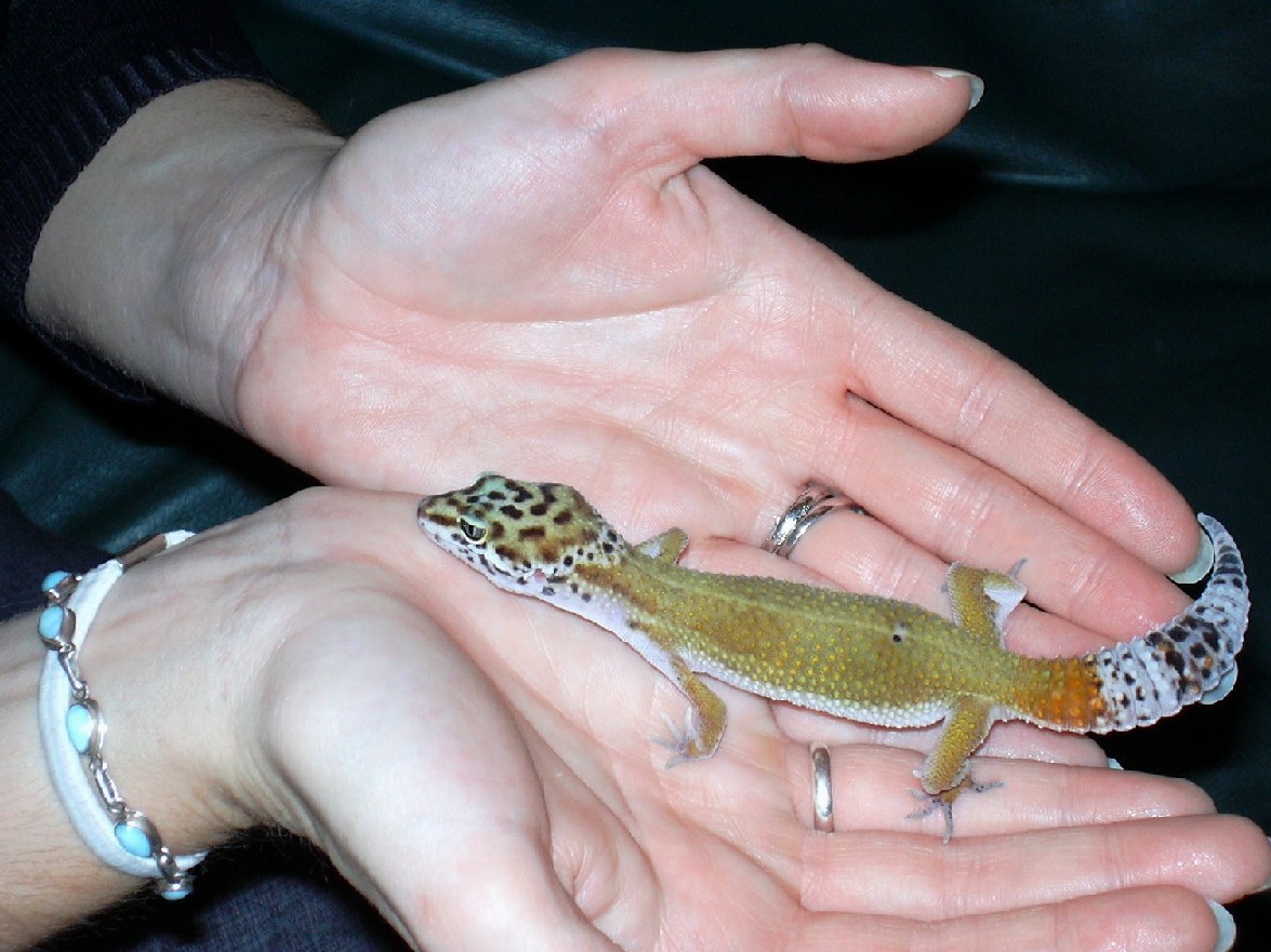 Bo Tangerine Leopard Gecko