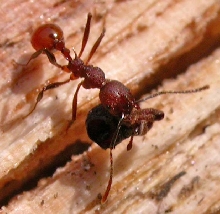 unknown ant