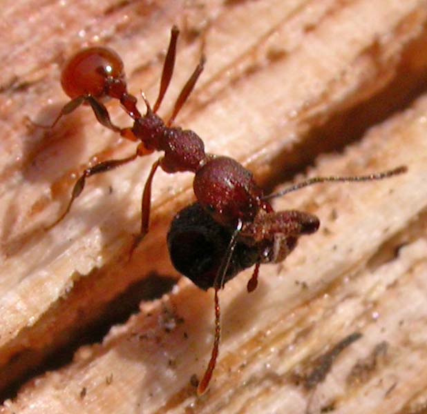unknown ant