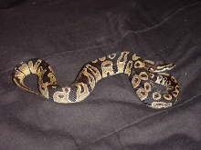 jungle male 1