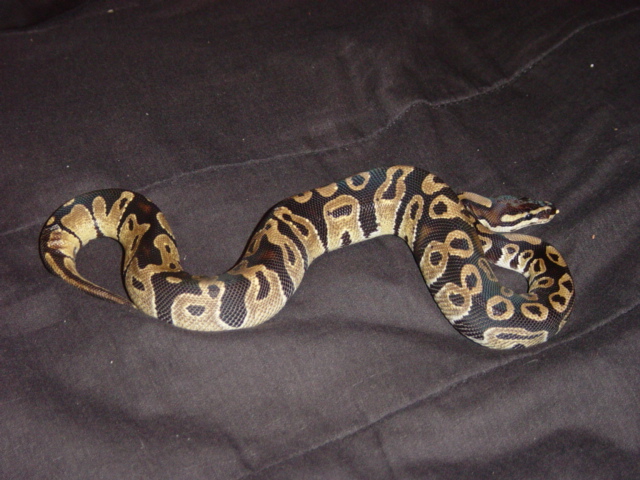 jungle male 1