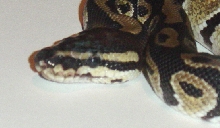 jungle male 2