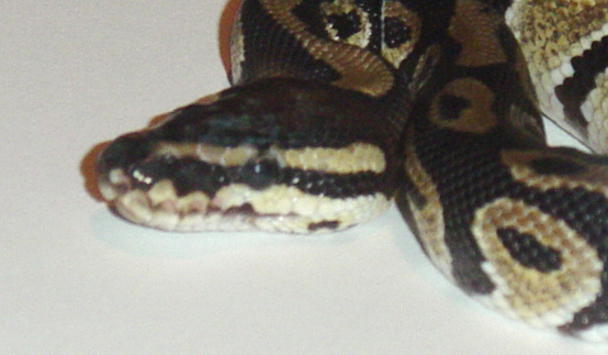 jungle male 2