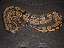 sierra