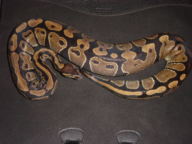 sierra