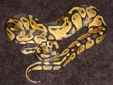 vpi pastel