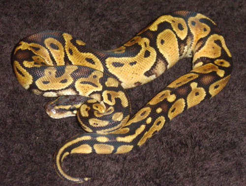 vpi pastel