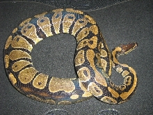 sierra2
