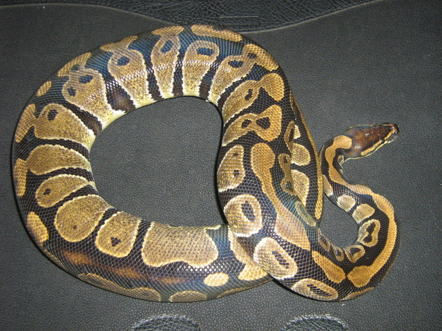 sierra2