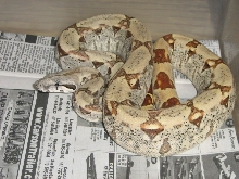 '06 hypo female