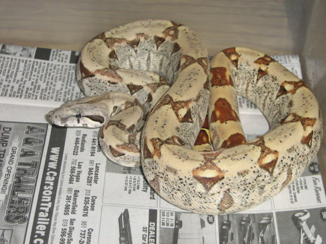 '06 hypo female