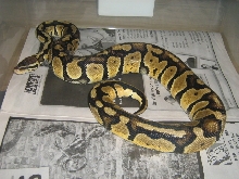 '05 male graziani