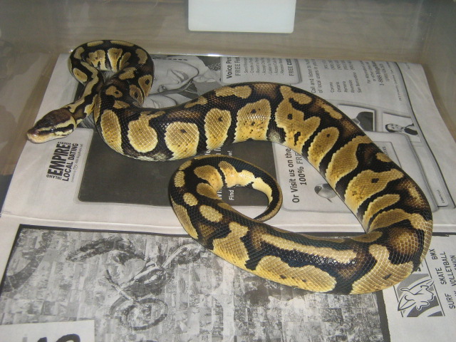 '05 male graziani