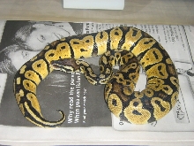 '06 female graziani