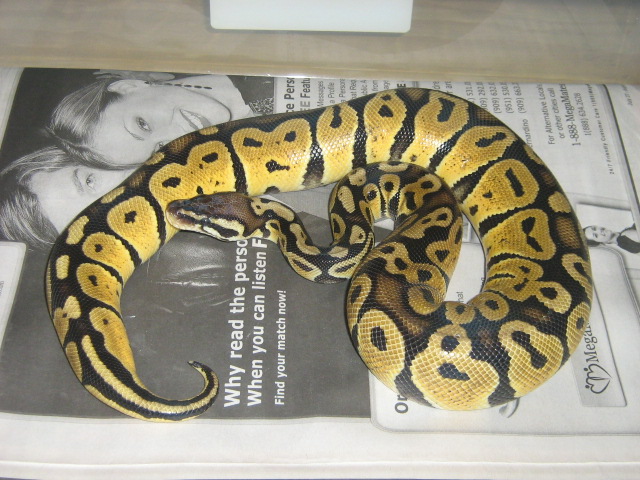 '06 female graziani