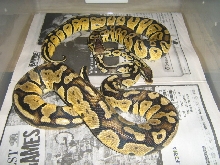 graziani pair