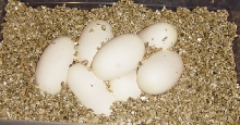 eggs