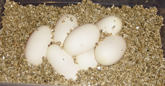 eggs