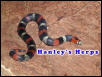 Tricolor Hognose