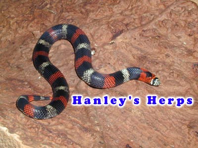 Tricolor Hognose