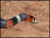 tri colored hognose