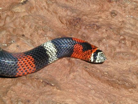 tri colored hognose