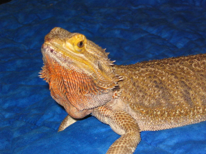 Lizzabella 3-19 1
