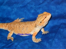 Drako 3/24/04