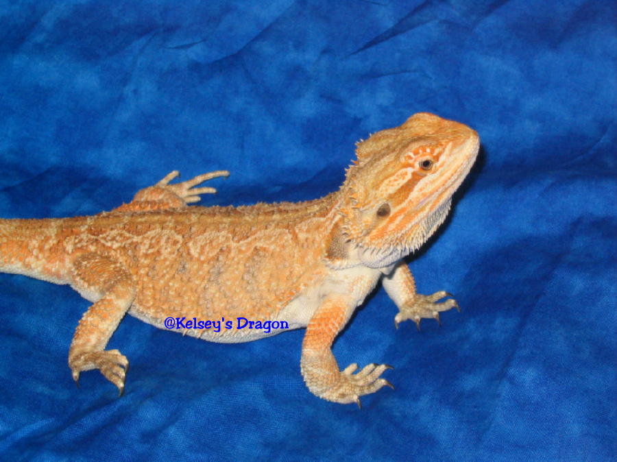 Drako 3/24/04