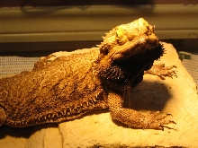 Rescue dragon day 1