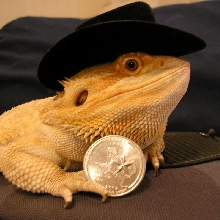 Texas Beardie