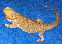 Lizzabella 3-19 2
