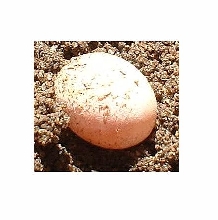 ANOLE EGGS