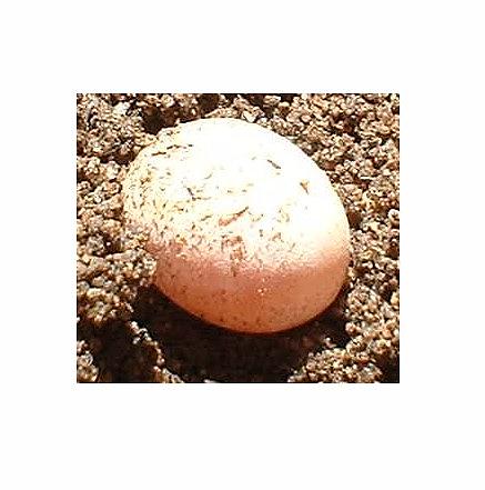 ANOLE EGGS